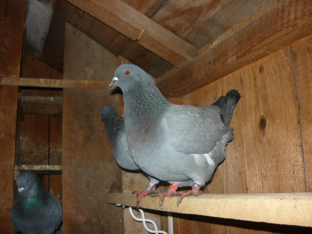 BH modrý